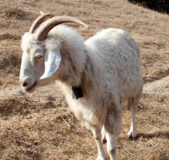 Butt and his goats don't always see eye to eye (Photo: Sarah Phelan).